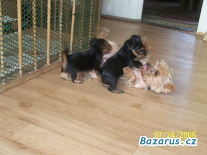 9103_jorksirsky-terier