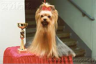 050101-yorkshire-terrier-01