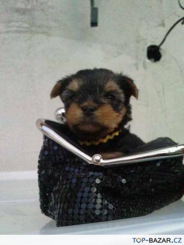 112238-stenata-yorksirsky-terier