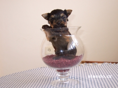 yorksirsky-terier_32313384_1_F