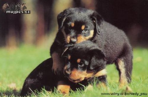 5bf22e8604_1144431_o2