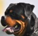 rottweiler-rotvajler-stenata-s-pp-4414731